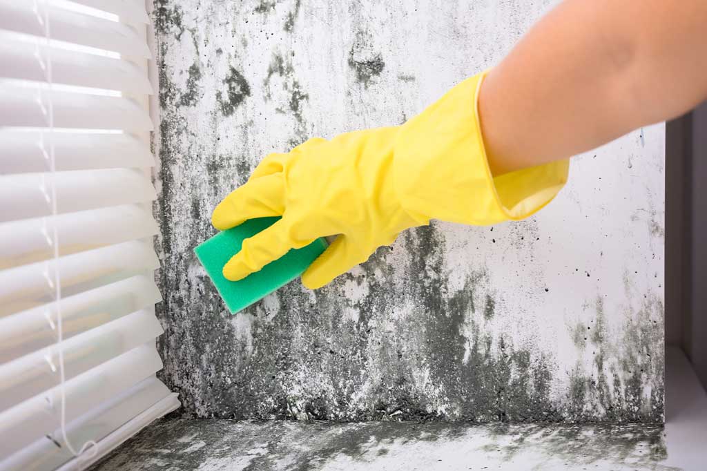 Cleaning moldy wall