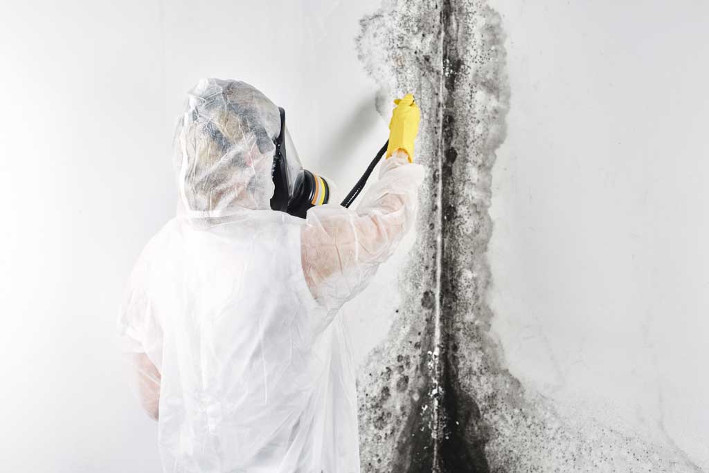What happens during mold inspection
